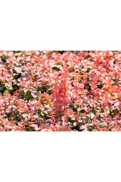 Листя барбариса Флоренс у осінньому кольорі.